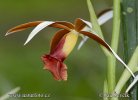 Orchidej (Phaius tankervilleae)