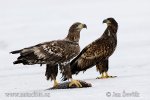 Orel mořský (Haliaeetus albicilla)