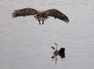 Orel mořský útok na volavku popelavou (Haliaeetus albicilla Ardea cinerea)