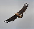 Orliak morský (Haliaeetus albicilla)