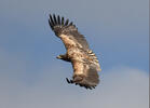 Orliak morský (Haliaeetus albicilla)
