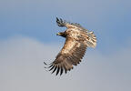 Orliak morský (Haliaeetus albicilla)