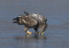 Orliak morský (Haliaeetus albicilla)