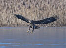 Orliak morský (Haliaeetus albicilla)