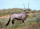 Oryx jihoafrický (Oryx gazella gazella)