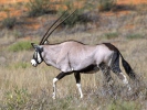 Oryx jihoafrický