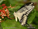 Otakárek (Papilio thoas)