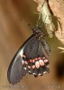Otakárek (Papilio anchisiades)