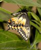 Otakárek (Papilio polyxenes)
