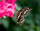 Otakárek citrusový (Papilio demodocus)