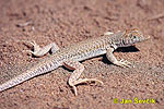 Paještěrka obecná (Acanthodactylus boskianus)