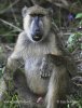 Pavián babuin (Papio cynocephalus)