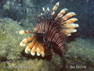 Perutýn ďábelský (Pterois miles)