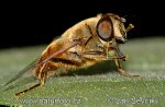 Pestřenka (Eristalis sp.)