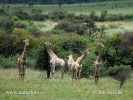 Pilanesberg NP (<em>ZA</em>)