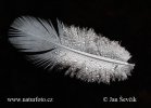 Pírko na vodě (Little feather)