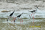 Pisila karibská (Himantopus mexicanus)