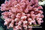 Pórovník drsný (Pocillopora verrucosa)