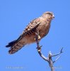 Poštolka bělooká (Falco rupicoloides)