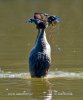 Potápka roháč (Podiceps cristatus)