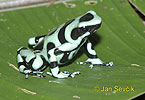 Pralesnička batiková (Dendrobates auratus)