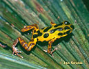 Pralesnička drobná (Dendrobates pumilio)