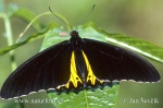 Ptakokřídlec (Troides helena)