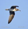 Racek arabský (Larus hemprichii)