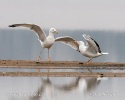 Racek bělohlavý (Larus cachinnans)