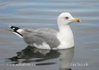 Racek středomořský (Larus michahellis)