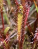 Rosička anglická (Drosera anglica)