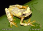 Rosnička ozdobná (Hyla ebraccata)