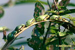 Rosnička zelená (Hyla arborea)