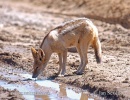 Šakal čabrakový (Canis mesomelas)