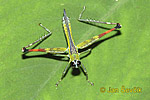 Saranče (Eumastacidae)