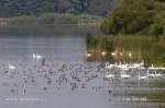 Shromaždiště kachen a labutí (Anseriformes)