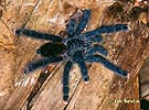 Sklípkan (Avicularia metallica)