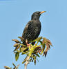 Škorec lesklý obyčajný (Sturnus vulgaris)