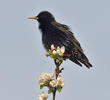 Škorec lesklý obyčajný (Sturnus vulgaris)