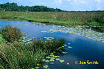 Sladkovodní jezero u vesnice Mirissa (<em>CL</em>)