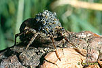 Slíďák (Pardosa sp)