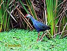 Slípka modrá (Porphyrio porphyrio)