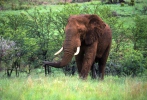 Slon africky stepny (Loxodonta africana)