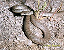 Štíhlovka červenopruhá (Platyceps rhodorhachis)