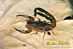 Štír (Lychas mucronatus)