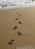 Stopy v písku (<em>Footprints</em>)
