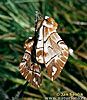 Strakáč brezový (Endromis versicolora)