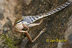 Svijovka (Dendrelaphis schokari)