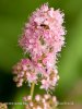 Tavoľník vŕbolistý (Spiraea salicifolia)