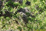 Tillandsia recurvata (Tillandsia recurvata)